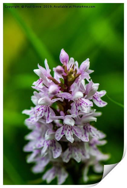 Woodland Orchid Print by Paul Grove