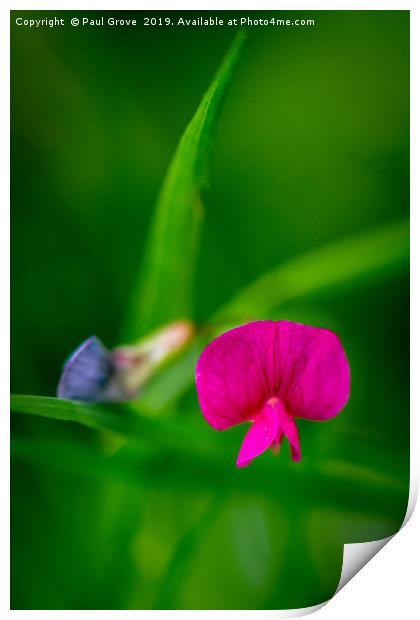 Tiny Meadow flower Print by Paul Grove