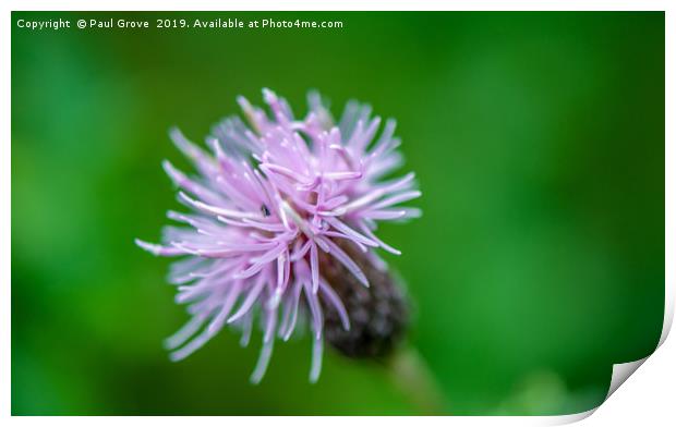 Thistle in Bloom Print by Paul Grove