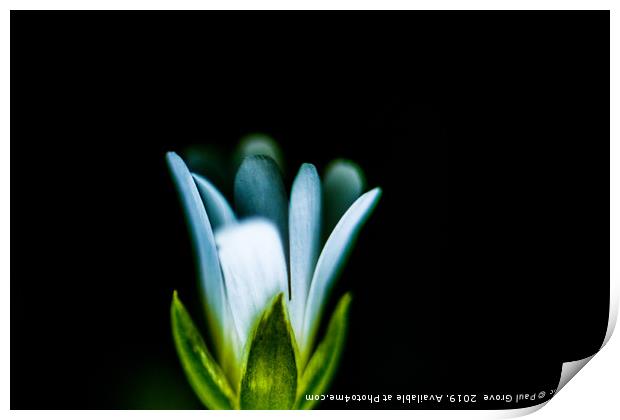 Hazy Tiny Flower Print by Paul Grove