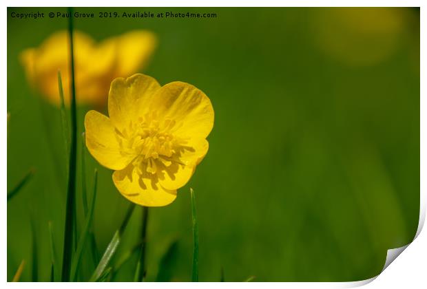 Buttercup in Summer Print by Paul Grove