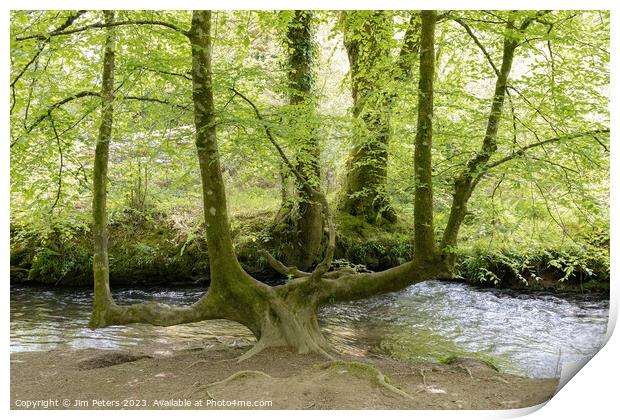 A 4 trunked tree Print by Jim Peters