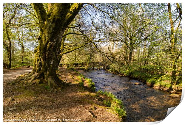 Spring sunshine on the river Fowey at Golitha falls Print by Jim Peters