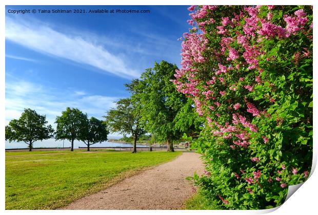 Summer Path Print by Taina Sohlman