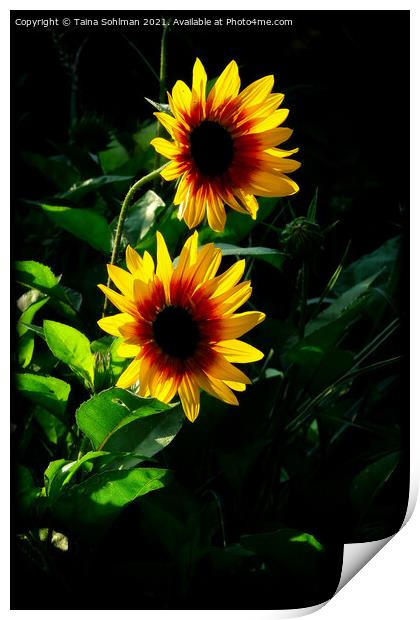 Two Yellow Rudbeckia Flowers in Morning Sunlight Print by Taina Sohlman