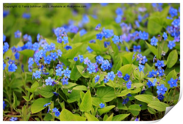 Blue Flowers of Omphalodes Verna Print by Taina Sohlman