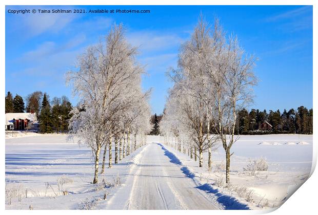 Frosted Birch Tree Lined Road Print by Taina Sohlman