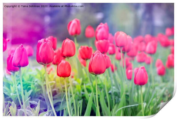 Red Tulips in the Spring Print by Taina Sohlman