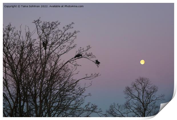 Crows in Morning Moonlight Print by Taina Sohlman