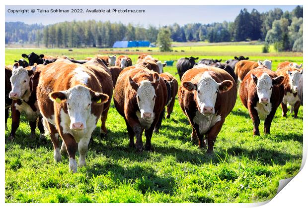 Hereford Cattle Running Towards Camera Print by Taina Sohlman