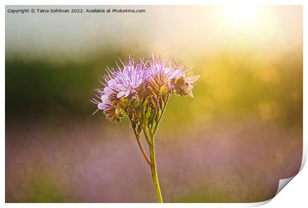 Bumblebee Feeding on Lacy Phacelia in Golden Sunli Print by Taina Sohlman