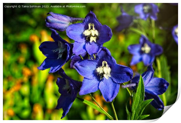 Blue Delphinium or Larkspur Flowers  Print by Taina Sohlman