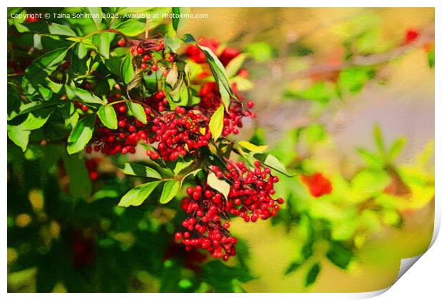 Red Berries in Sunlight  Print by Taina Sohlman
