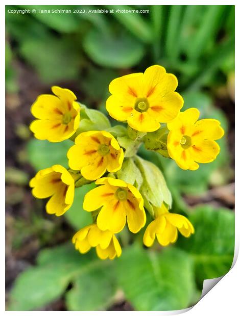 Primula veris, Cowslip Primrose 1 Print by Taina Sohlman