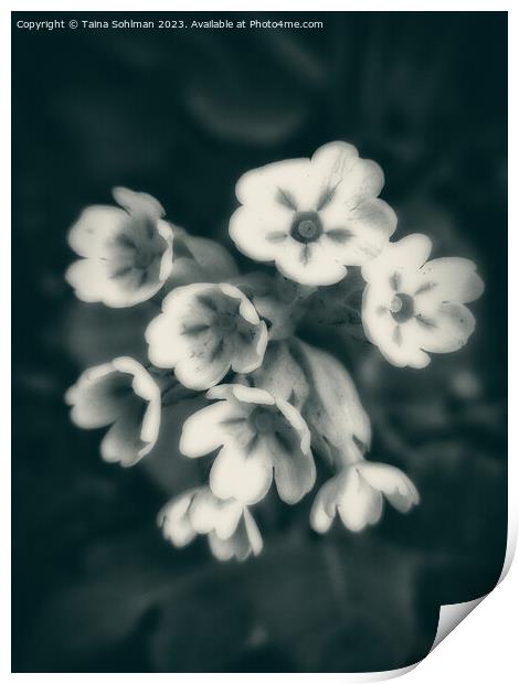 Primula veris, Cowslip Primrose in Monochrome Print by Taina Sohlman