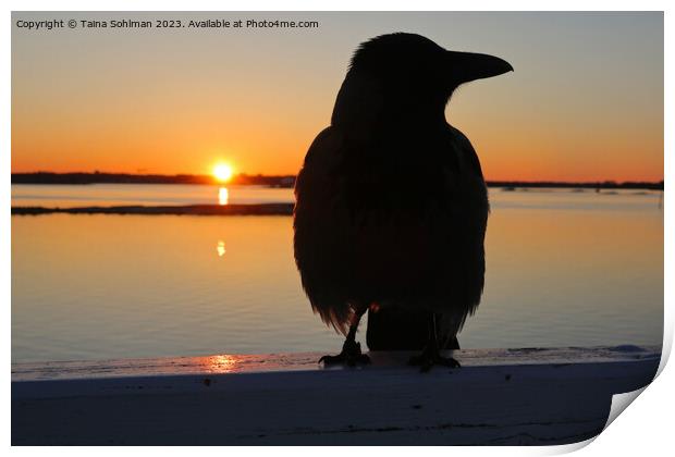 Sunrise With Hooded Crow  Print by Taina Sohlman