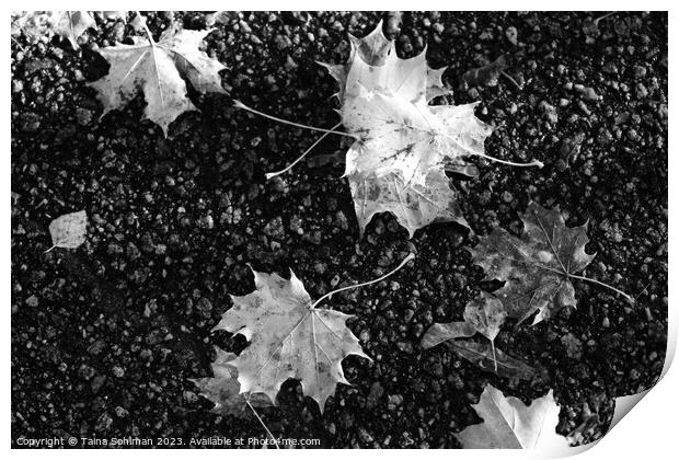 Fallen Maple Leaves in Black and White Print by Taina Sohlman