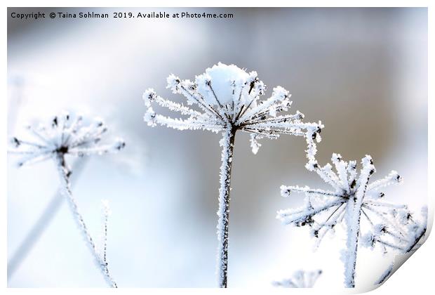 Hoarfrost in Winter  Print by Taina Sohlman