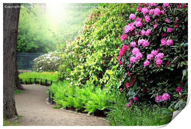 Sunlit Path in the Rhododendron Garden Print by Taina Sohlman