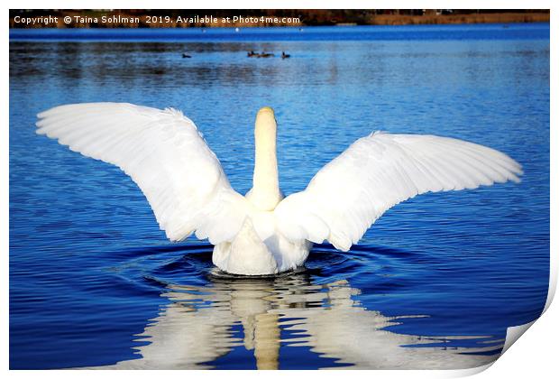 White Swan Spreading Wings Print by Taina Sohlman