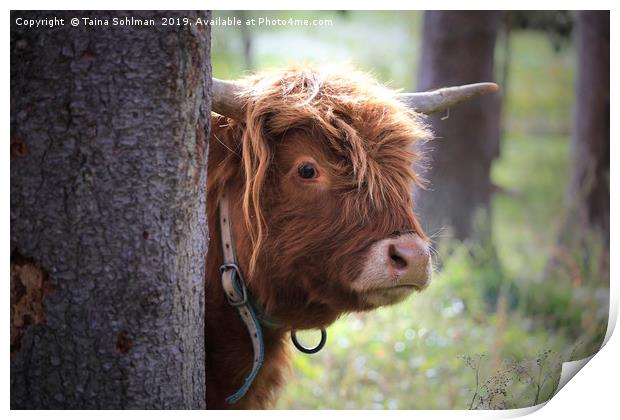 Young Highland Bull Peeks Behind Tree Print by Taina Sohlman