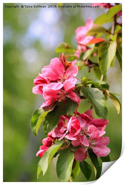 Pink Flowers of Ornamental Grab Apple Print by Taina Sohlman