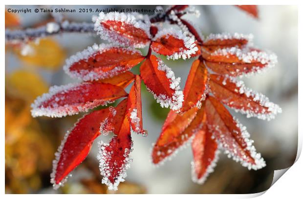 Frost on Rose Leaves Print by Taina Sohlman