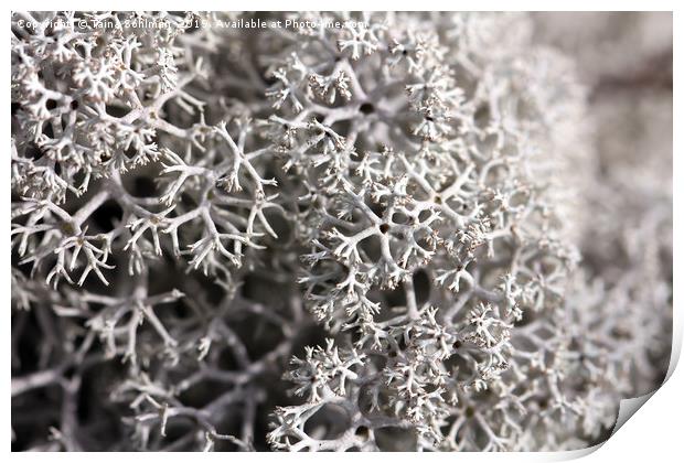 Cladonia stellaris Lichen Print by Taina Sohlman