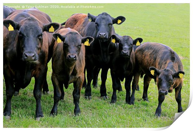 We are Curious - Cattle Looking into Camera Print by Taina Sohlman