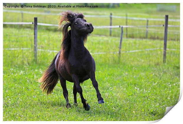 Beautiful Horse in Motion Print by Taina Sohlman