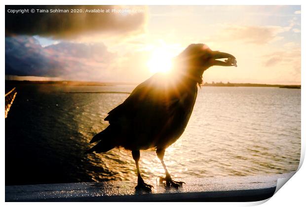 Mystic Hooded Crow at Sunrise  Print by Taina Sohlman
