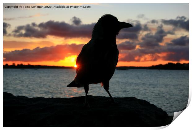 Sunrise with Hooded Crow Print by Taina Sohlman