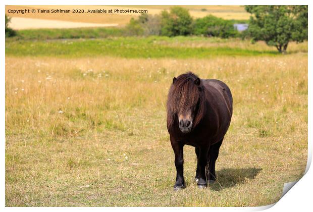 Brown Pony in Field Print by Taina Sohlman