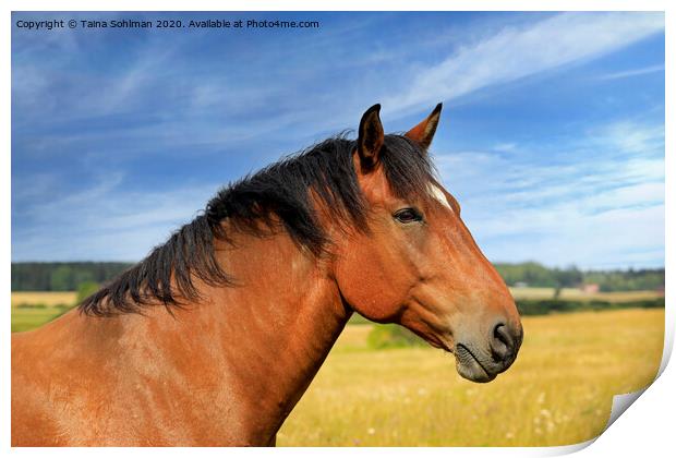 Beautiful Bay Horse in the Summer Print by Taina Sohlman