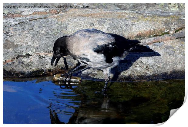 Young Hooded Crow Exploring a Piece of Wood Print by Taina Sohlman