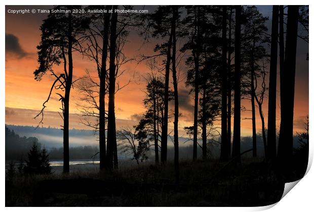 Sihouetted Pine Trees at January Sunset  Print by Taina Sohlman