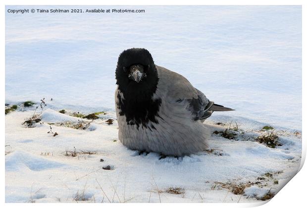 Young Hooded Crow Fluffing up Feathers in Snow Print by Taina Sohlman