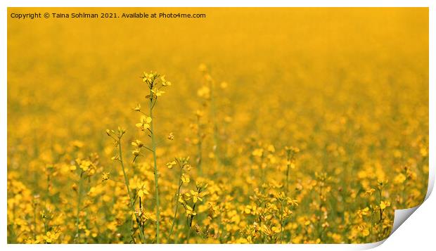 Yellow Rapeseed Field with Rapeseed Flower Print by Taina Sohlman