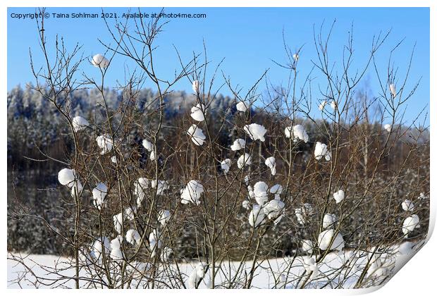 Nature's Snowballs on Salix Tree Print by Taina Sohlman