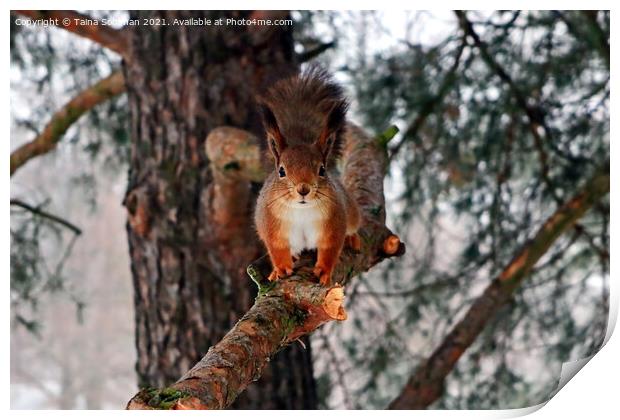 Red Squirrel on Pine Branch Print by Taina Sohlman