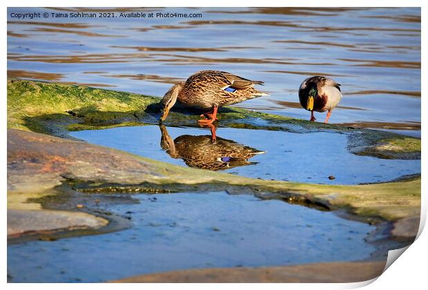 Two Mallards With Reflection Print by Taina Sohlman