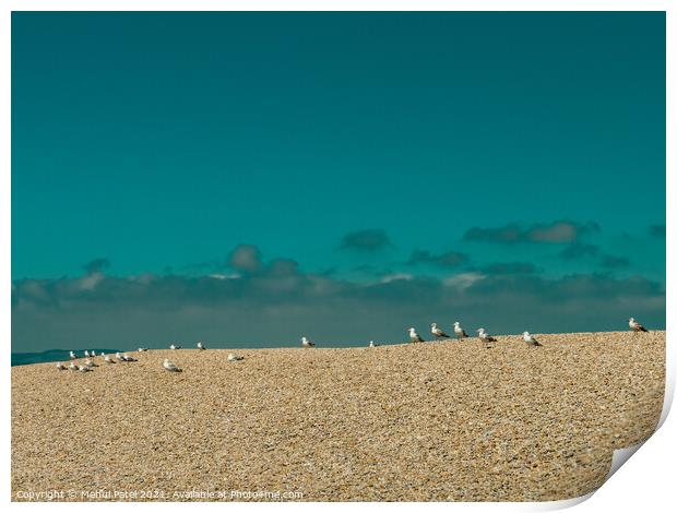 Seagulls (Gulls) waiting at the top of the pebbled tombolo of Chesil beach, Dorset, England, UK Print by Mehul Patel