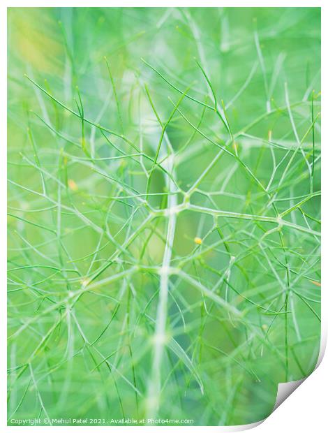 Close up of fennel plant (Foeniculum vulgare) Print by Mehul Patel