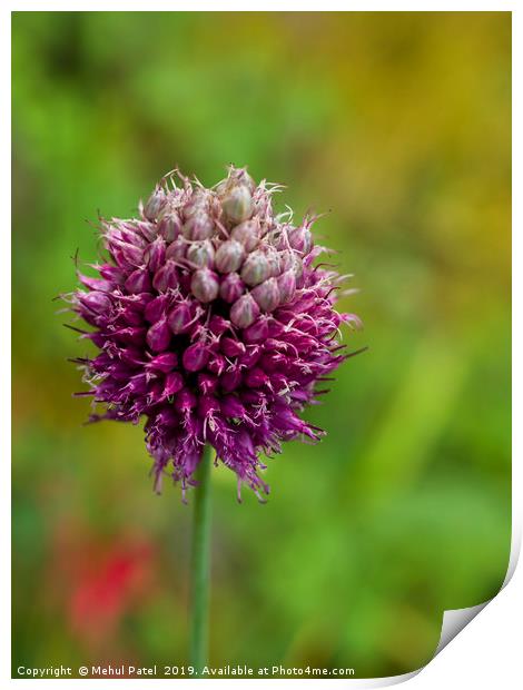Allium in garden coming to end of its bloom Print by Mehul Patel