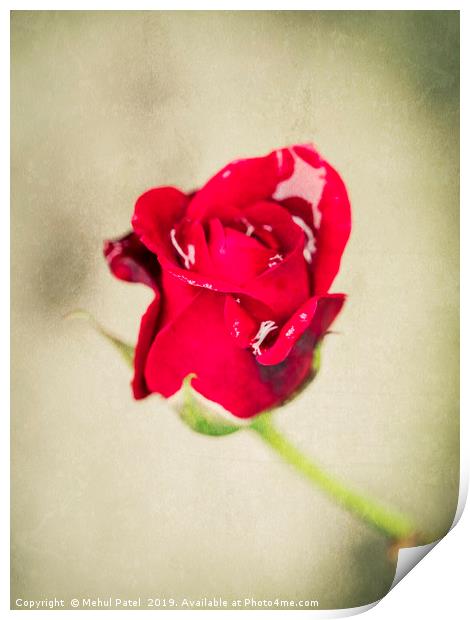 Small red rose with water droplets Print by Mehul Patel
