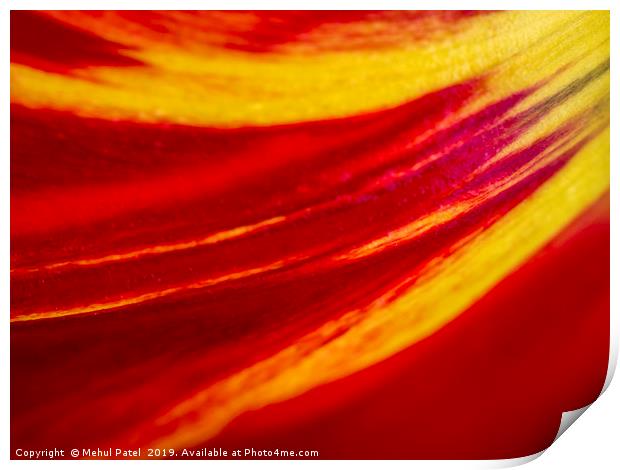 Abstract image of colourful tulip petal close up  Print by Mehul Patel
