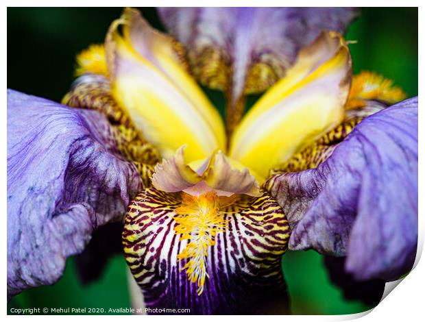 Close up of  bearded Iris 'Alcazar' flower in garden Print by Mehul Patel