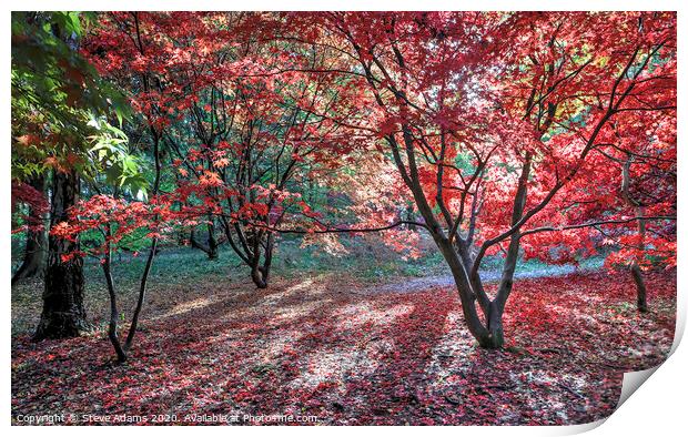 Autumn Colours  Print by Steve Adams