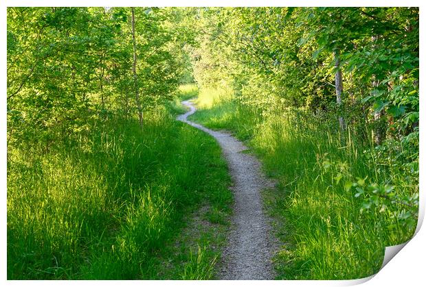 narrow path through young green forest in Sweden Print by Jonas Rönnbro