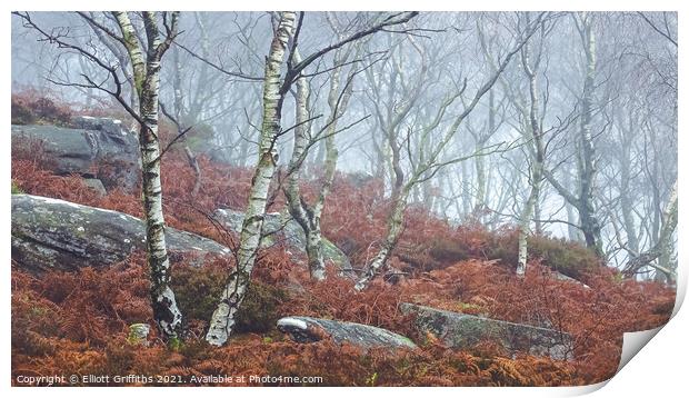 Silver Birch in Fog Print by Elliott Griffiths